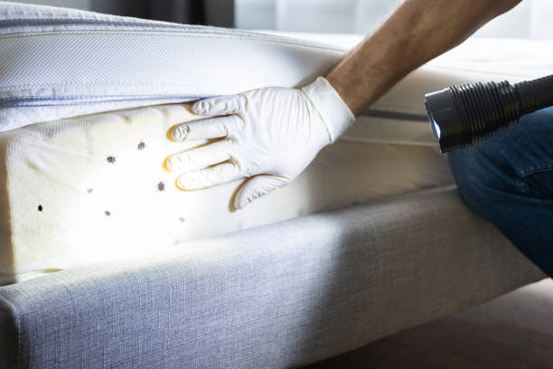 Flea Control Services in St Anne, IL