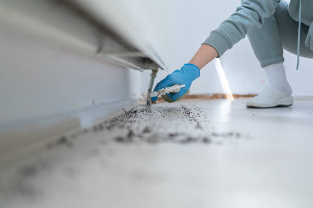 Best Affordable Pest Control Services  in St Anne, IL
